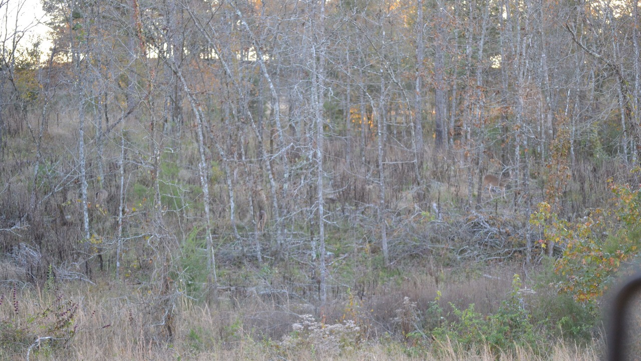 Photo of Outdoor in Smithville