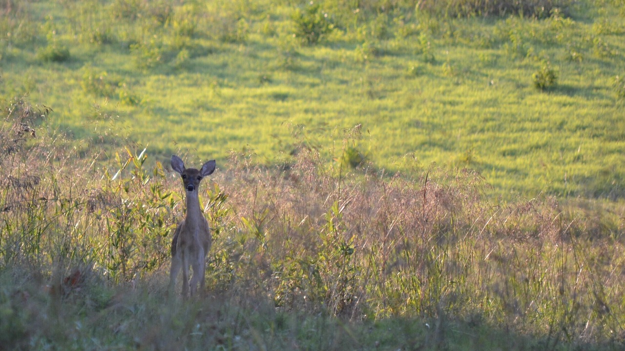 Photo of Outdoor in Smithville