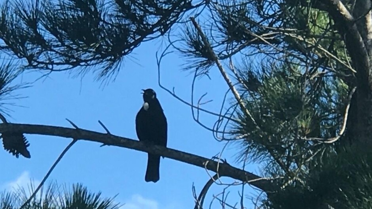 Photo of Others in Kawau Island