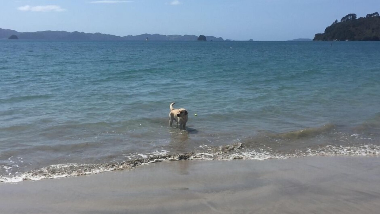 Photo of Others in Cooks Beach