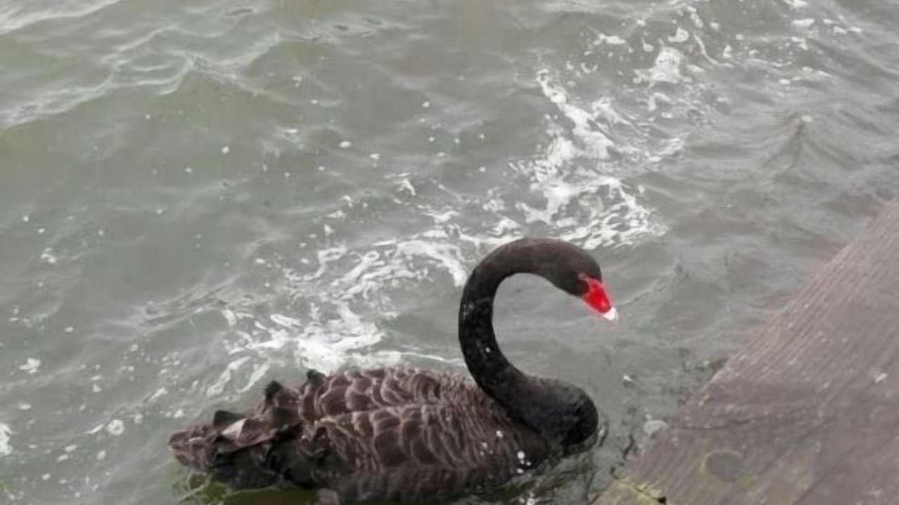 Photo of Others in Owhata