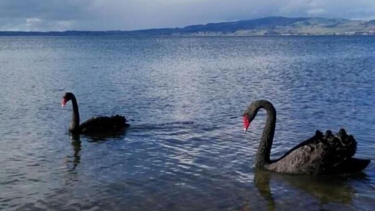 Photo of Others in Owhata