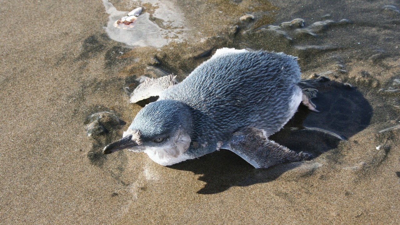 Photo of Others in Piha