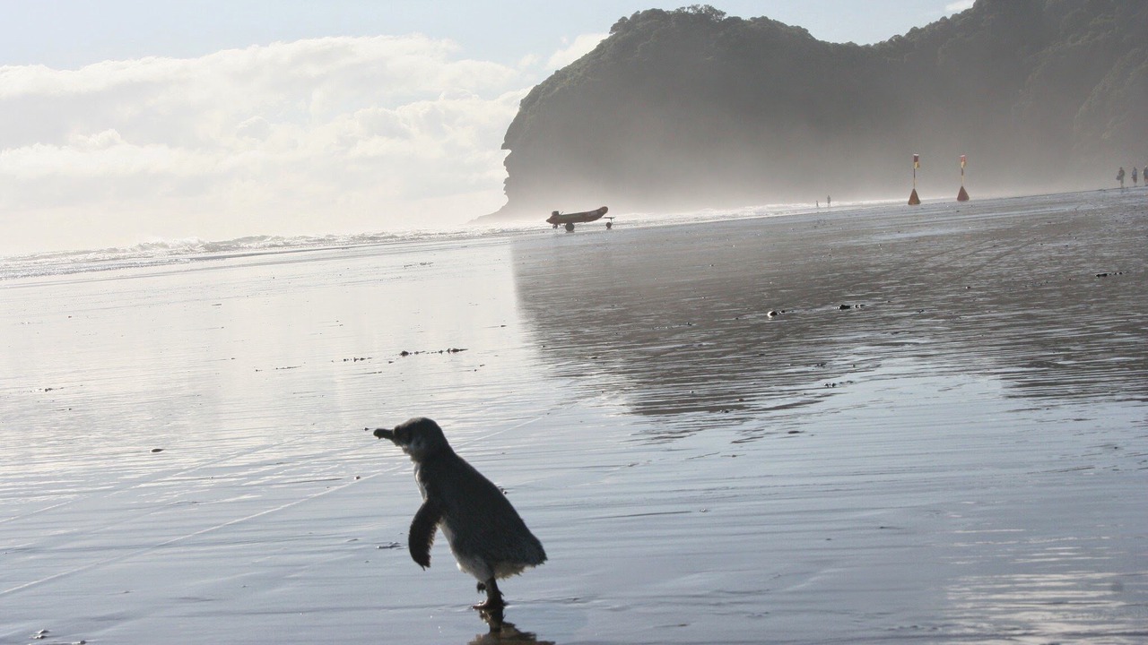 Photo of Others in Piha