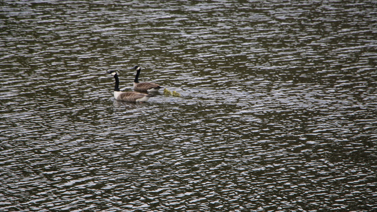Photo of Others in Windermere