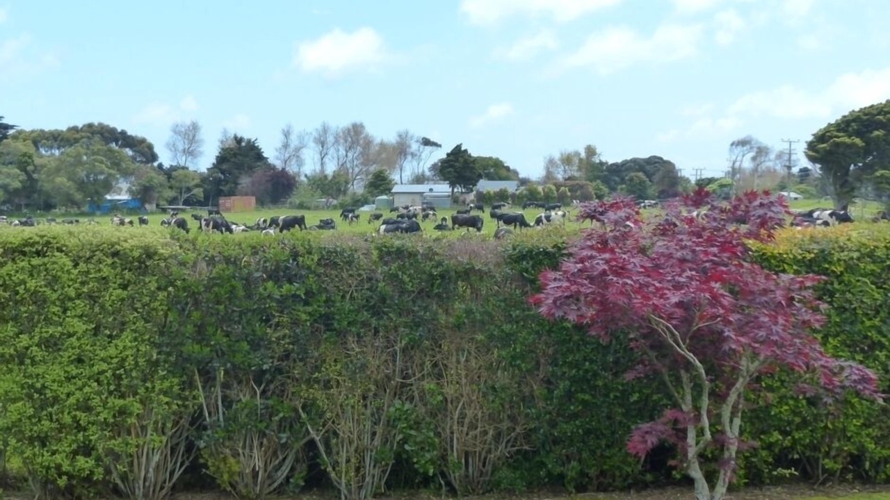 Photo of Outdoor in Te Horo