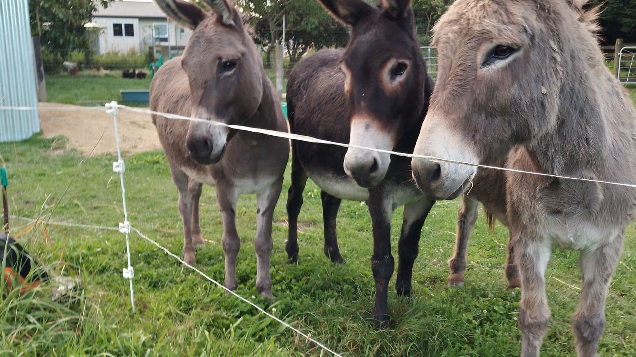 Photo of Others in Meeanee