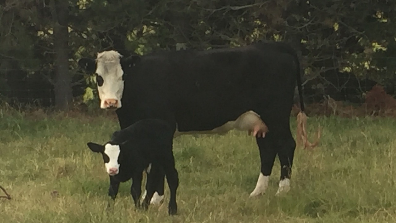 Photo of Outdoor in North Loburn