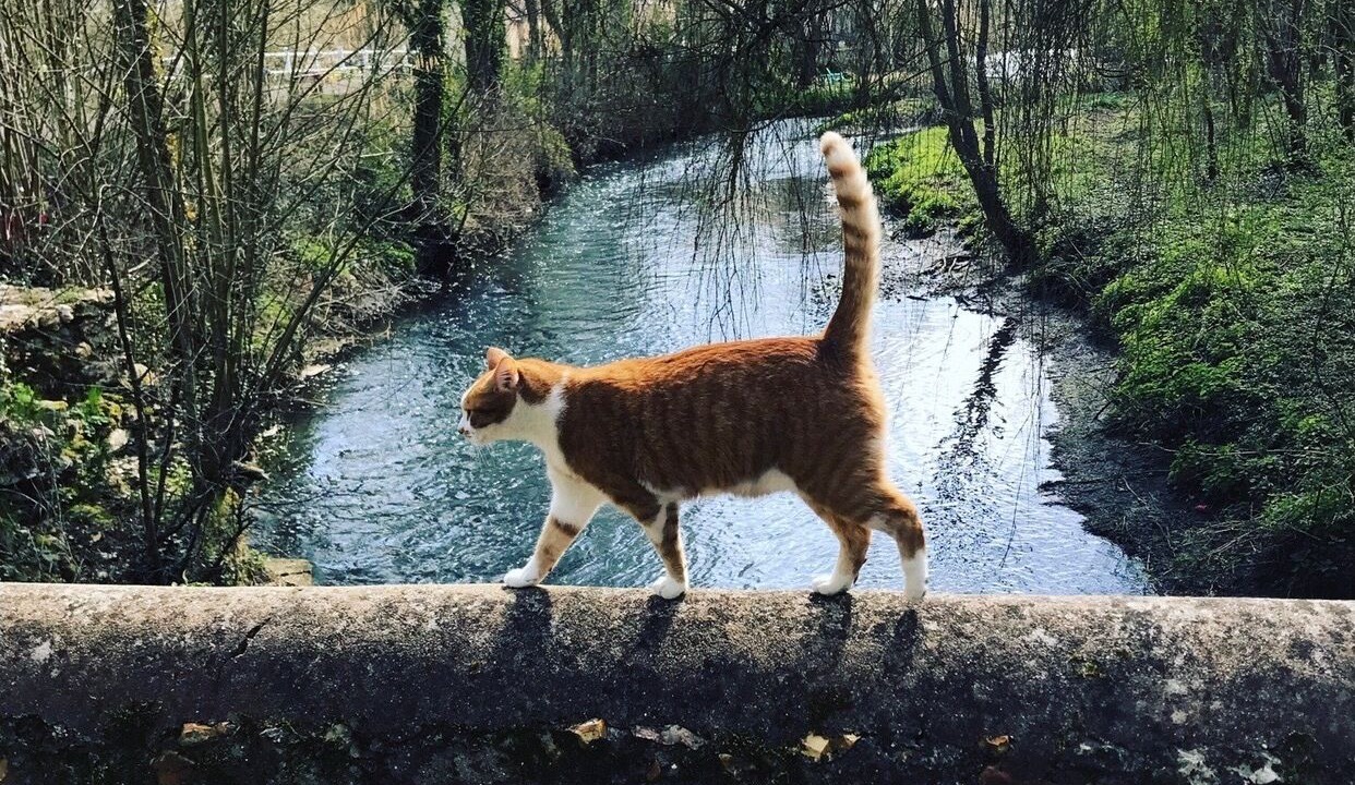 Photo of Outdoor in Chandelles