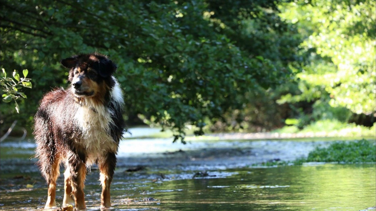 Photo of Others in Chandelles