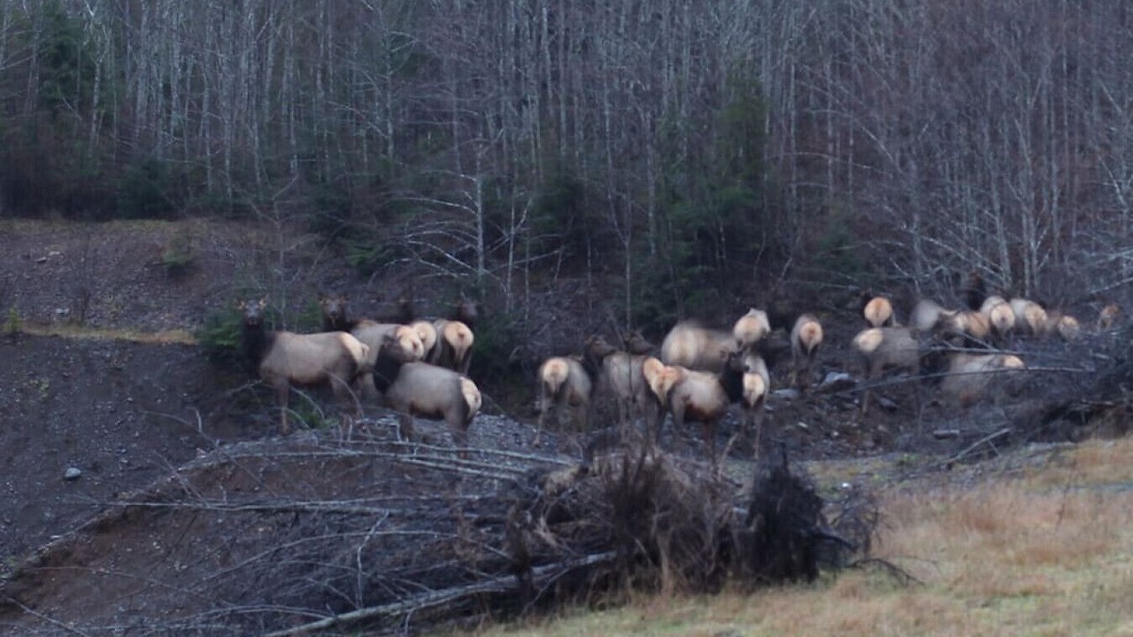 Photo of Others in Forks
