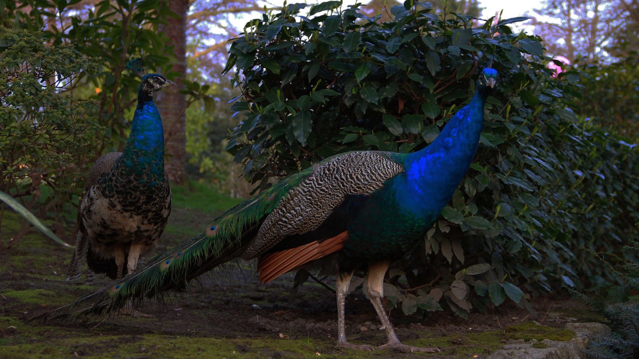 Photo of Others in Holland Park