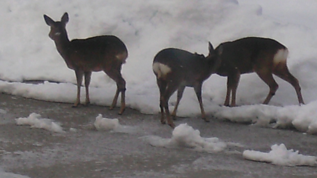 Photo of Outdoor in Foncine-le-Bas