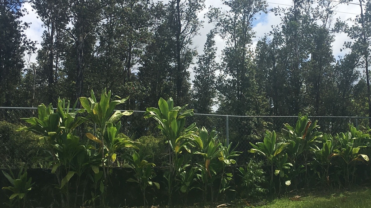 Photo of Outdoor in Nanawale Estates