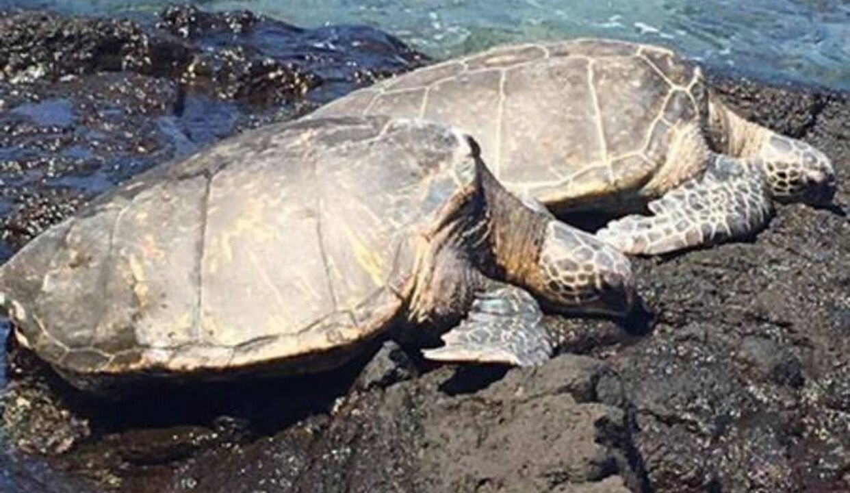 Photo of Others in Nanawale Estates