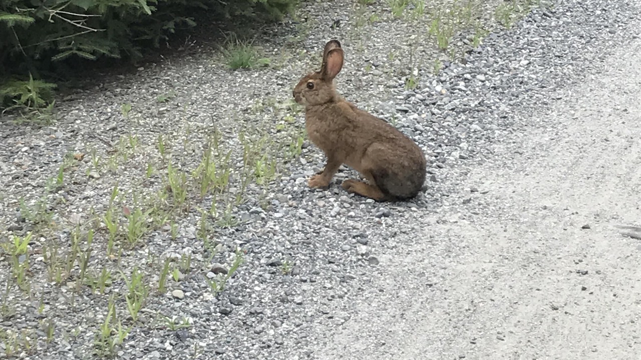 Photo of Others in Seal Cove