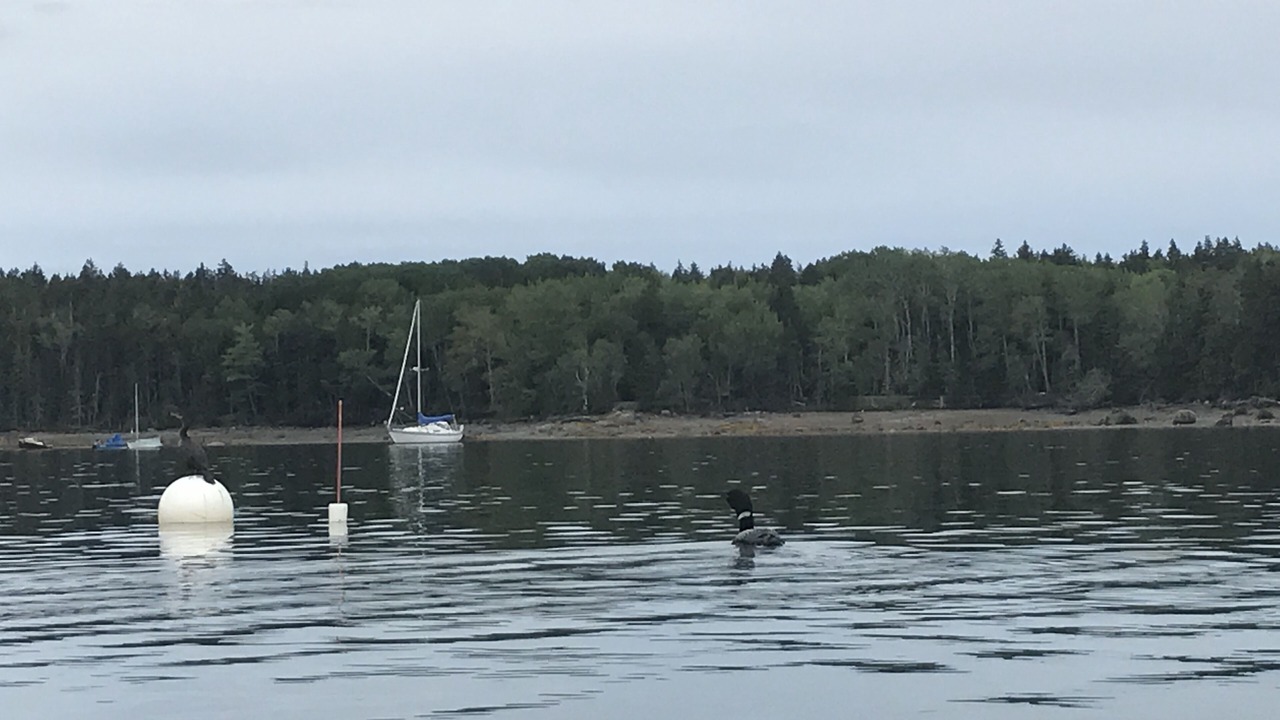 Photo of Outdoor in Seal Cove