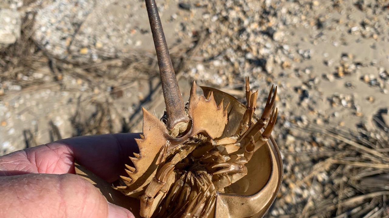 Photo of Others in Cedarville