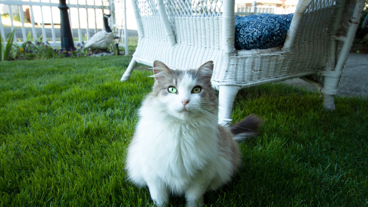 Photo of Outdoor in Yelm