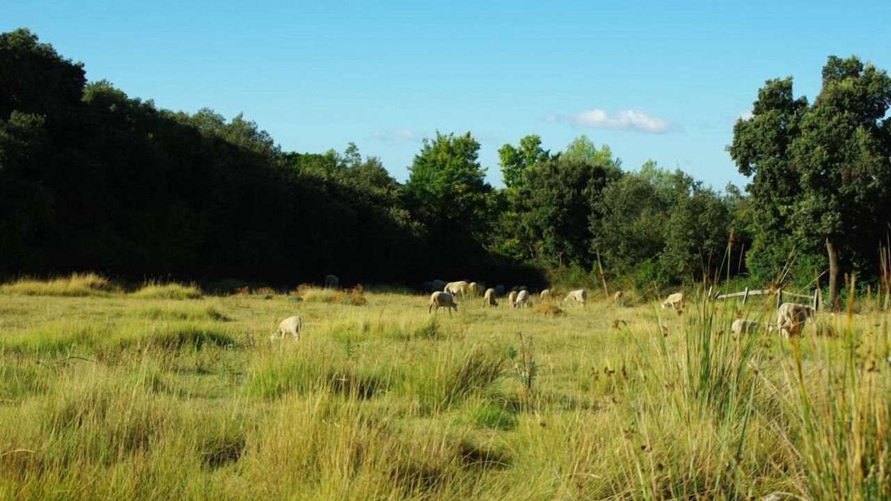 Photo of Outdoor in Souvignargues