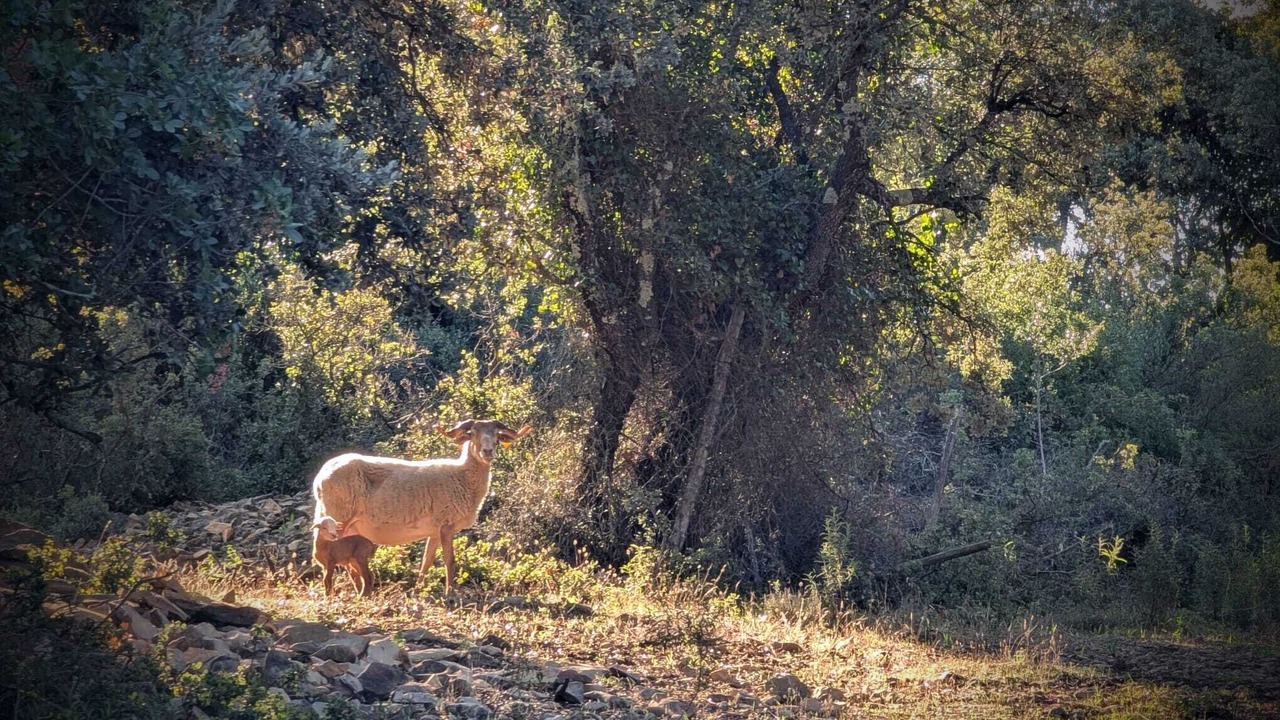 Photo of Others in Souvignargues