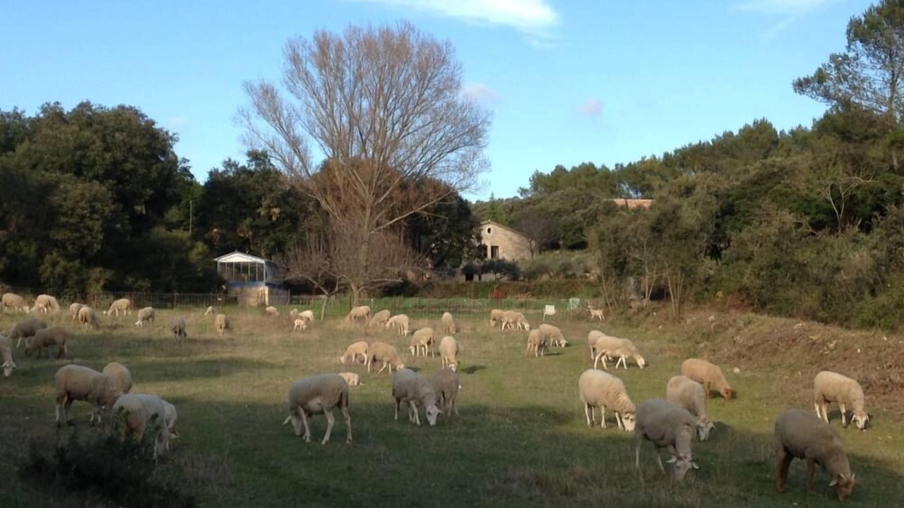 Photo of Outdoor in Souvignargues