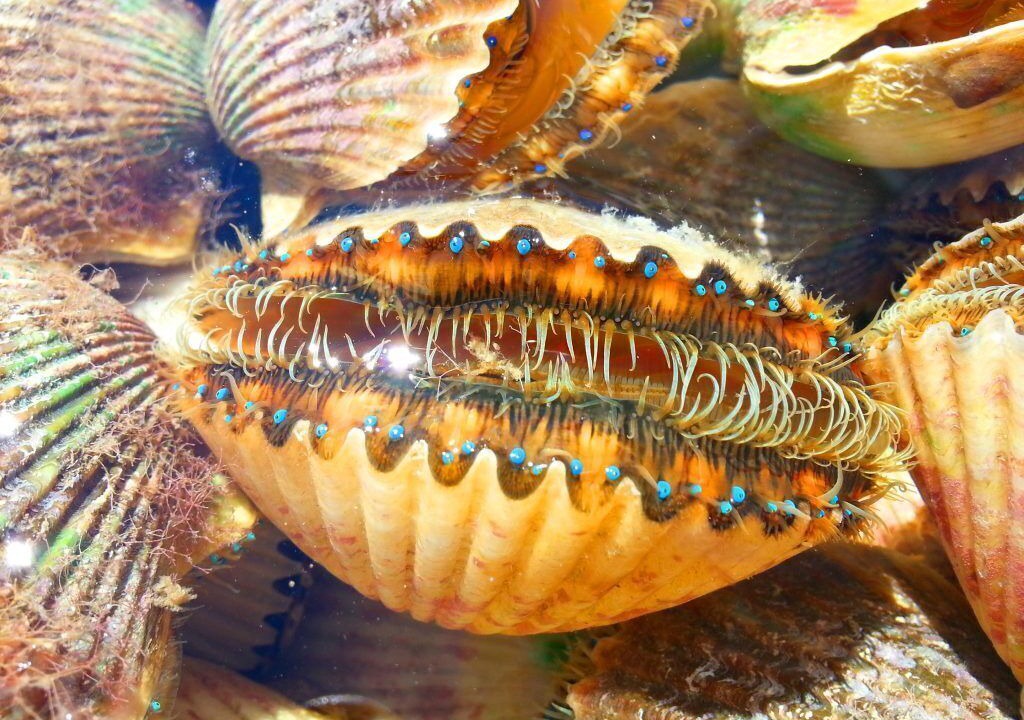 Photo of Others in Crystal River