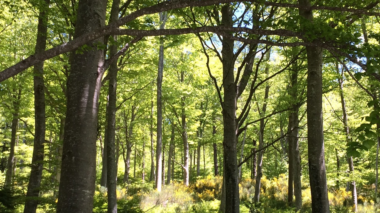 Photo of Outdoor in Rabouillet