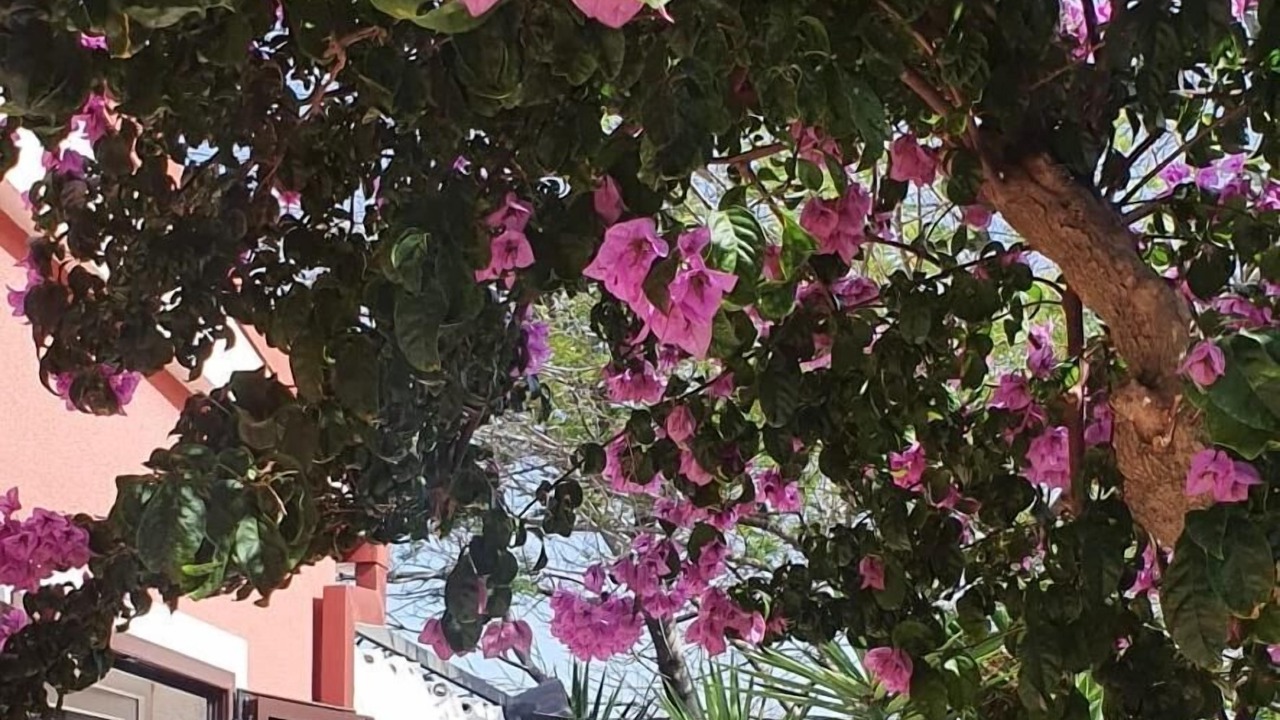 Photo of Outdoor in Maslinica