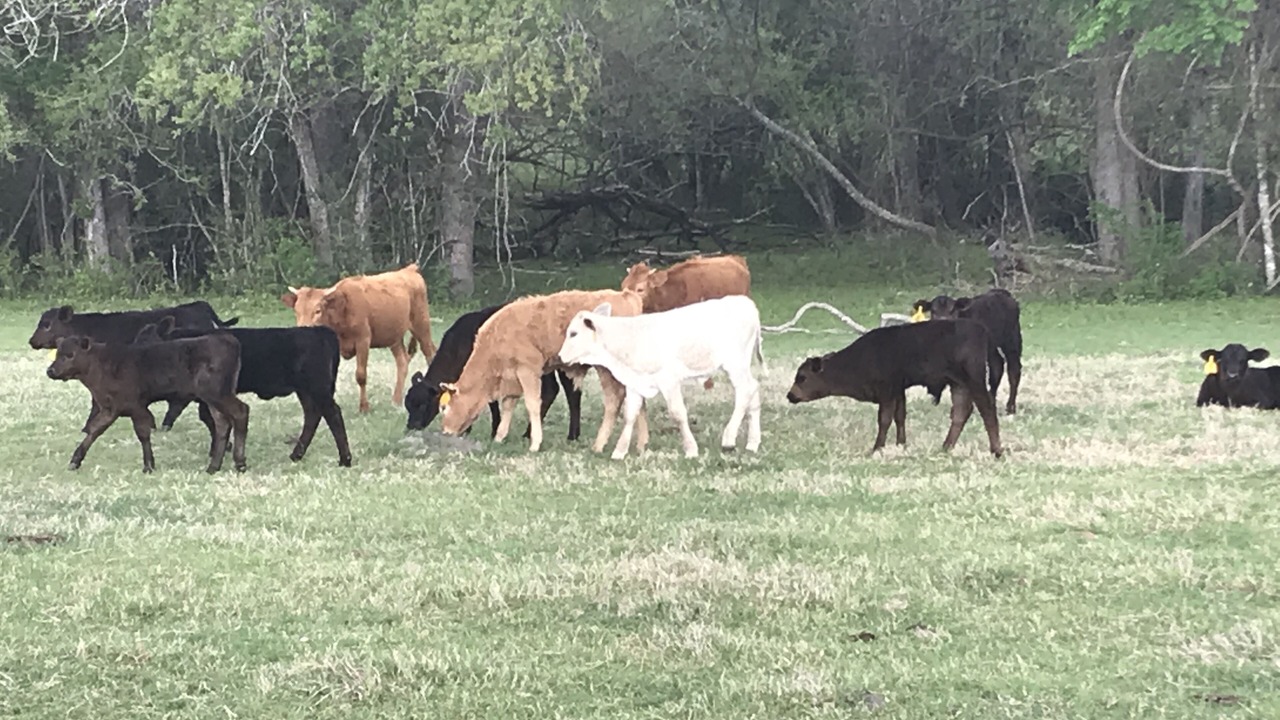 Photo of Outdoor in Brenham