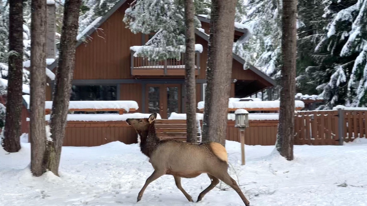 Photo of Outdoor in Enumclaw