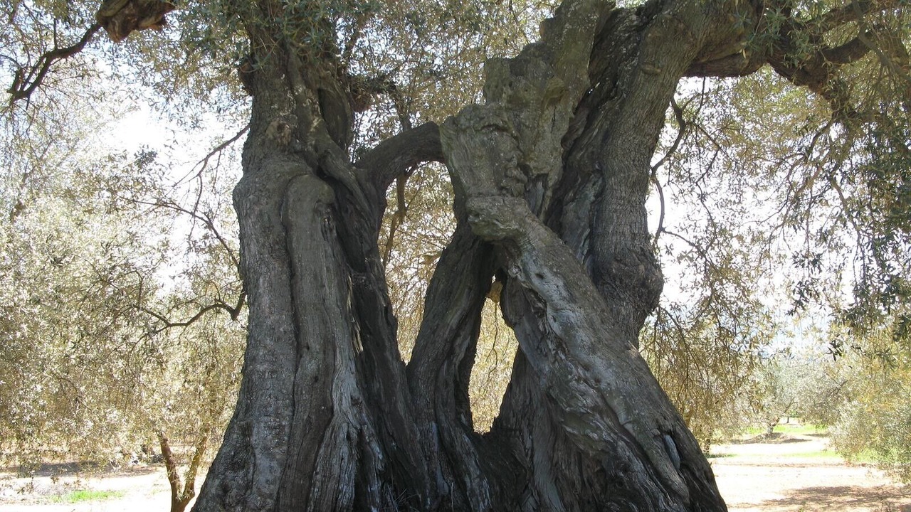 Photo of Outdoor in Sant Mateu