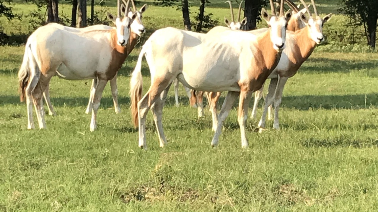 Photo of Outdoor in Brenham