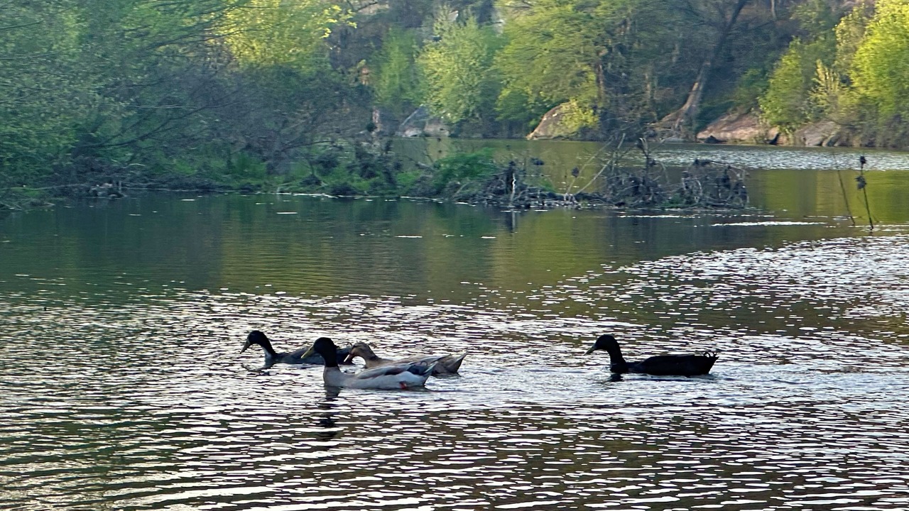 Photo of Others in Spring Branch