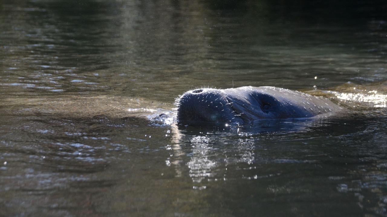 Photo of Others in Homosassa