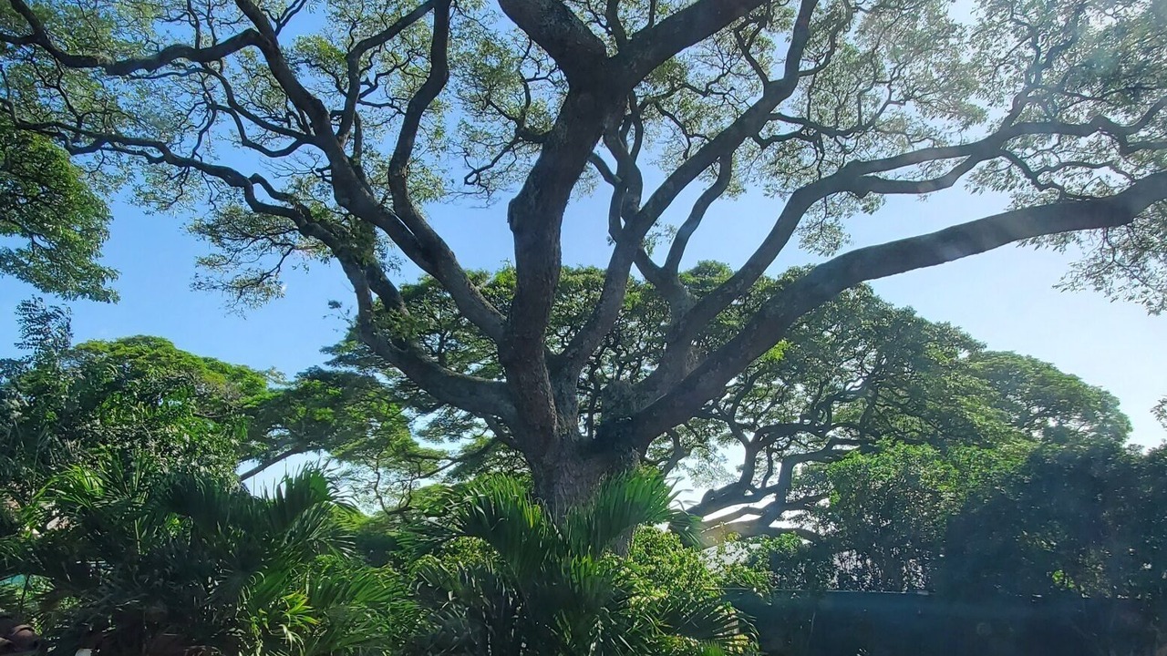 Photo of Outdoor in Makiki