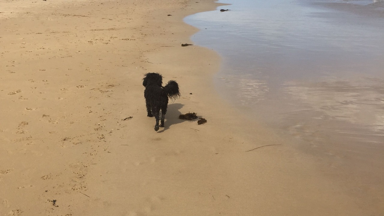 Photo of Others in Torquay