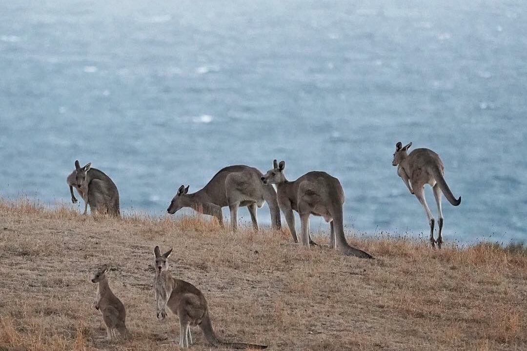 Photo of Others in Torquay
