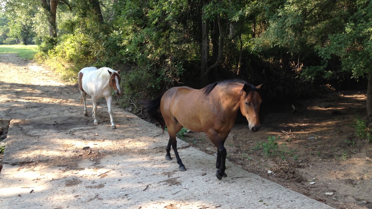 Photo of Others in Gholson