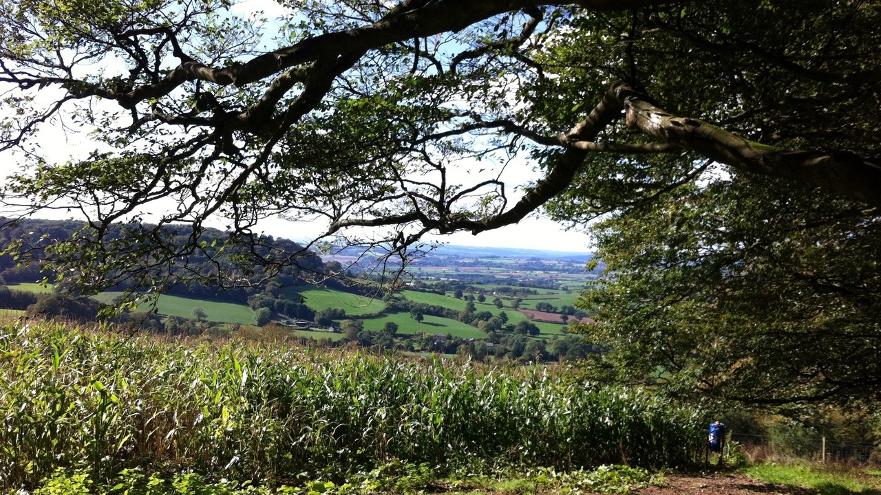 Photo of Others in Sidmouth