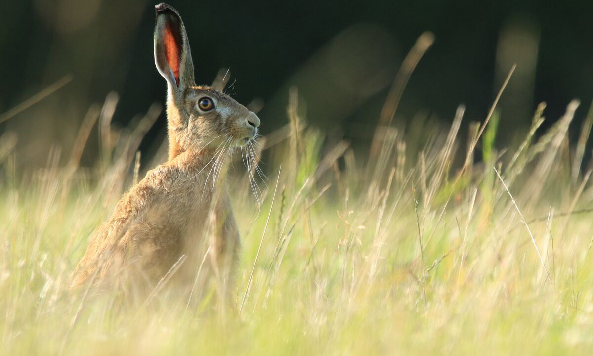 Photo of Outdoor in Sidmouth