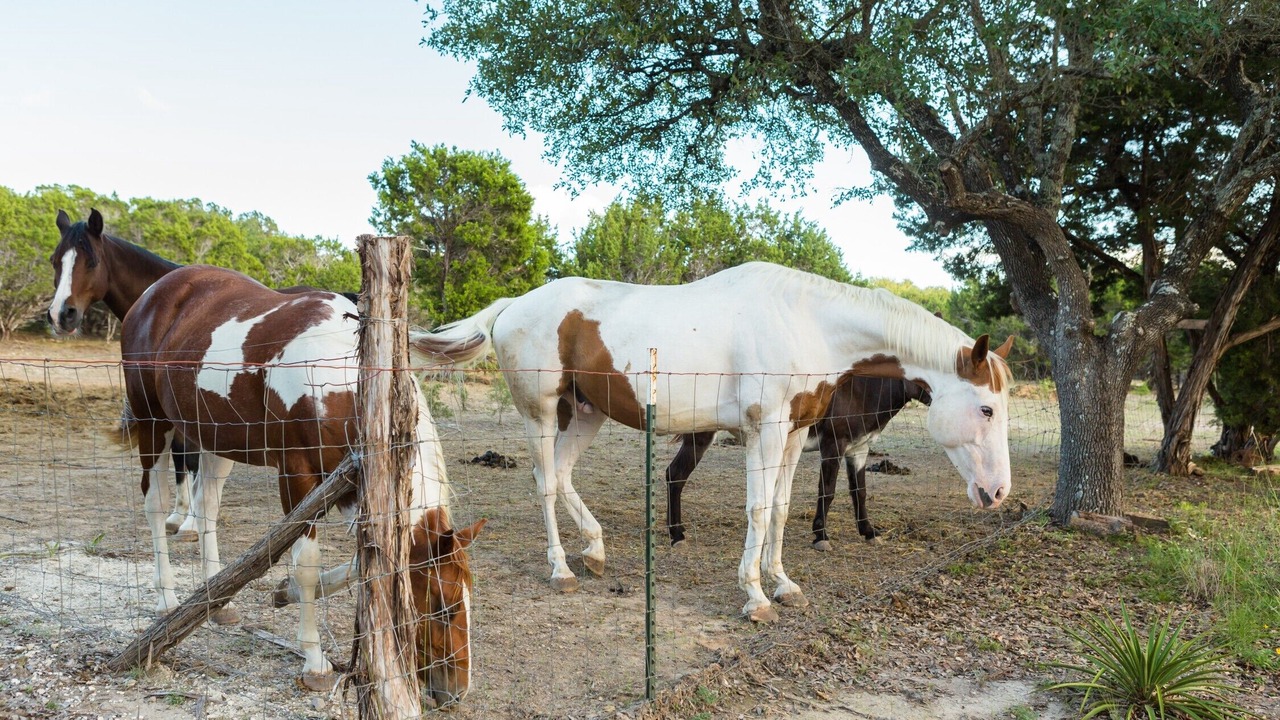 Photo of Others in Dripping Springs