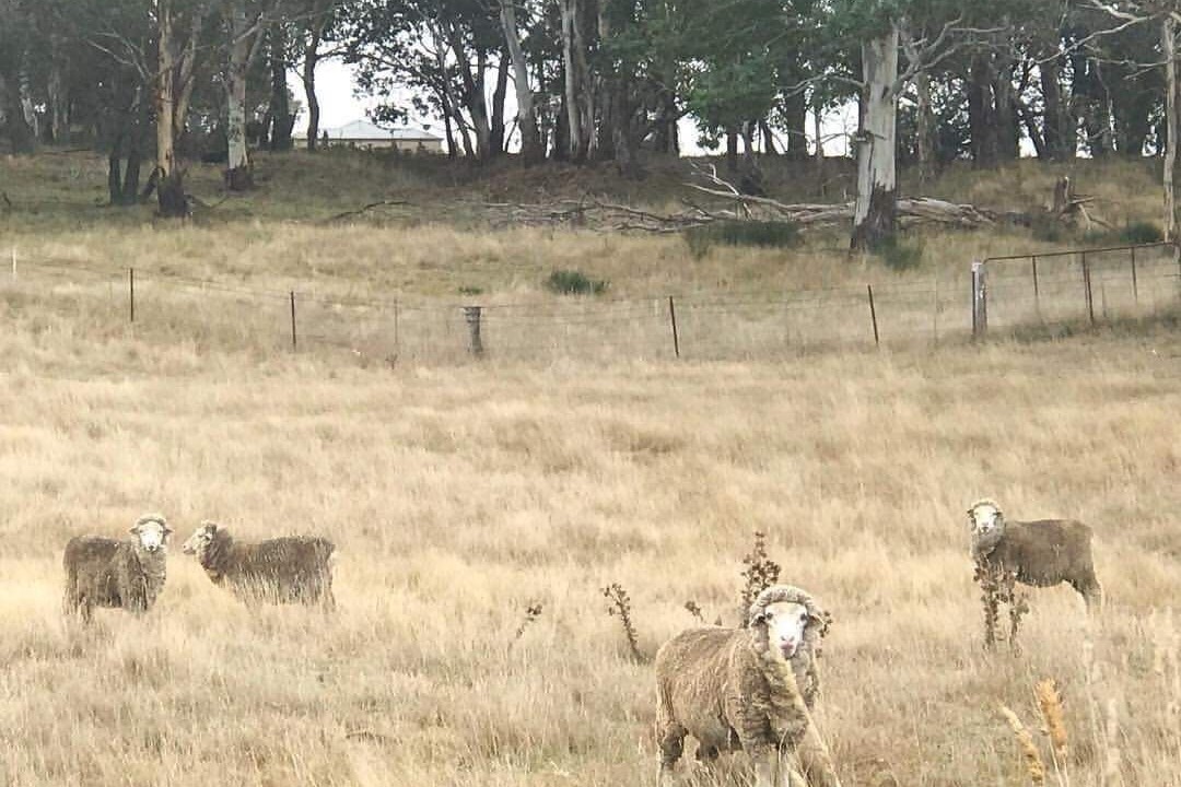 Photo of Others in Oberon