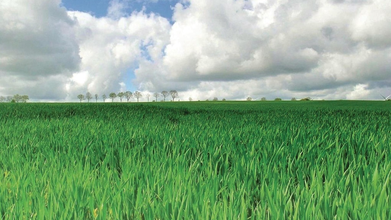 Photo of Others in Grigny