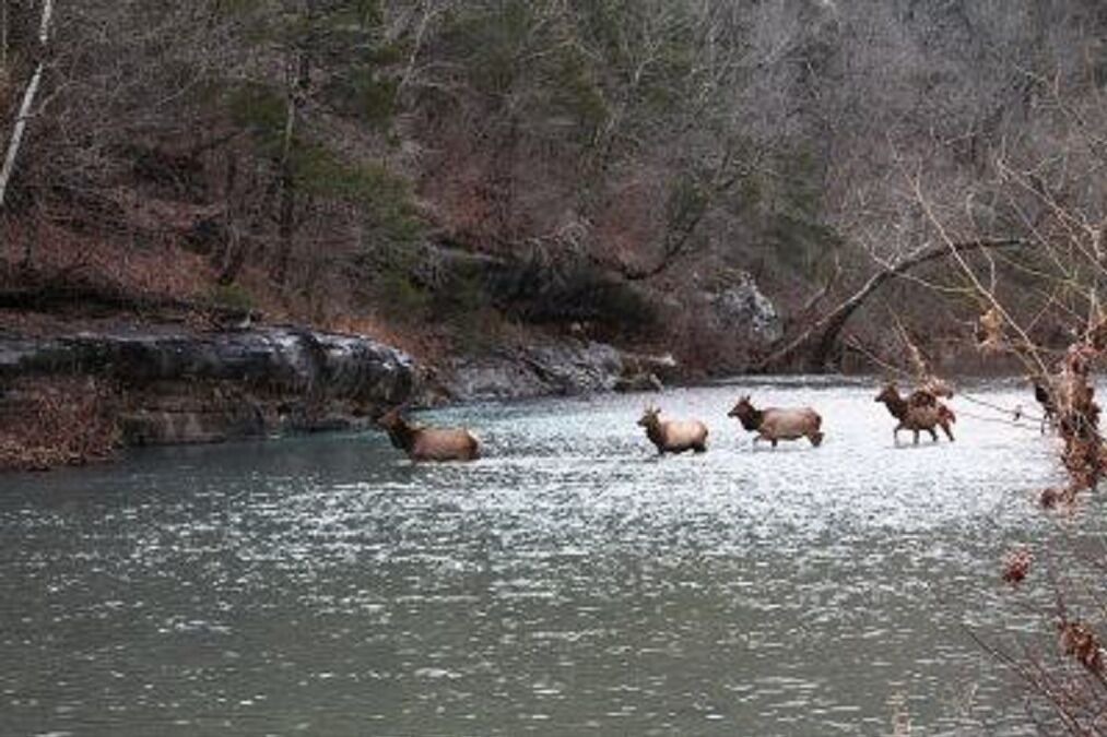 Photo of Others in Saint Joe