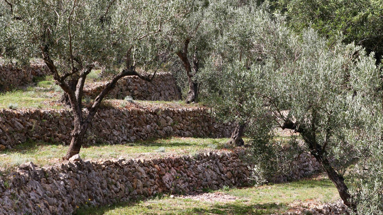 Photo of Outdoor in Benigembla