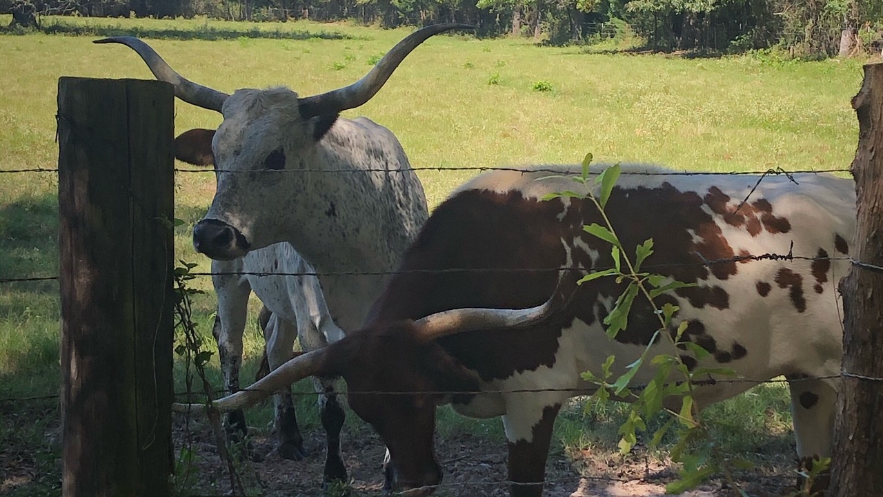 Photo of Outdoor in Van Zandt County