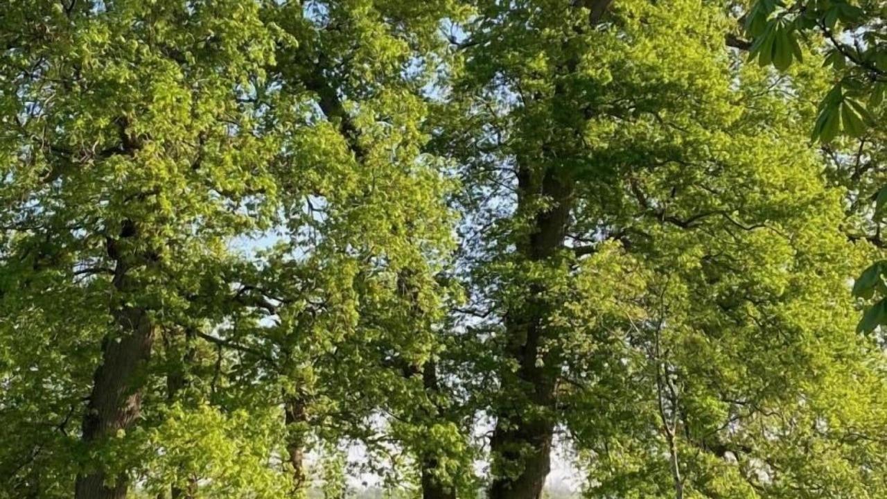 Photo of Others in Sainte-Eulalie