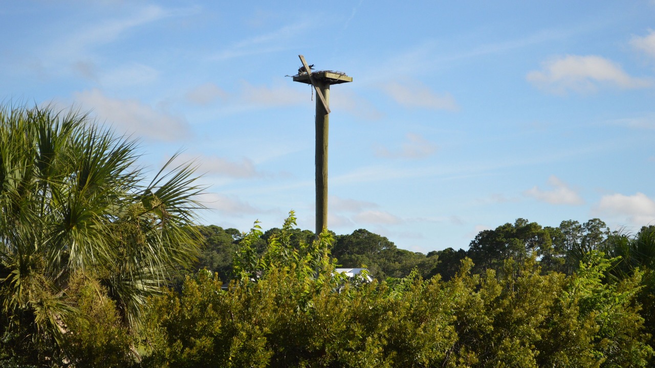 Photo of Others in Saint Helena Island
