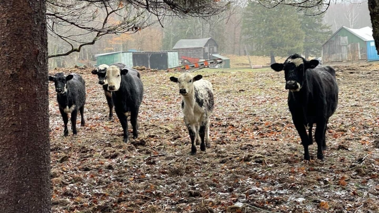 Photo of Others in Langton